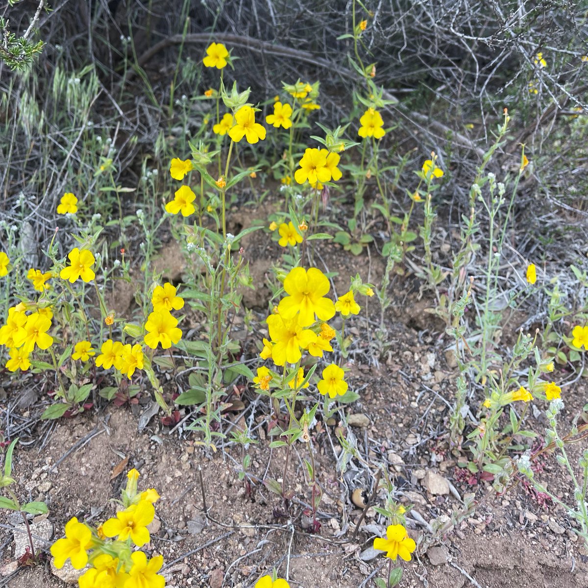 naomibot's tweet photo. I think we could all use a little flower therapy right now. This is #Diplacus brevipes (wide-throat yellow monkeyflower) looking like a ray of sunshine in the chaparral. #Phrymaceae https://t.co/cfx3TDfQCx