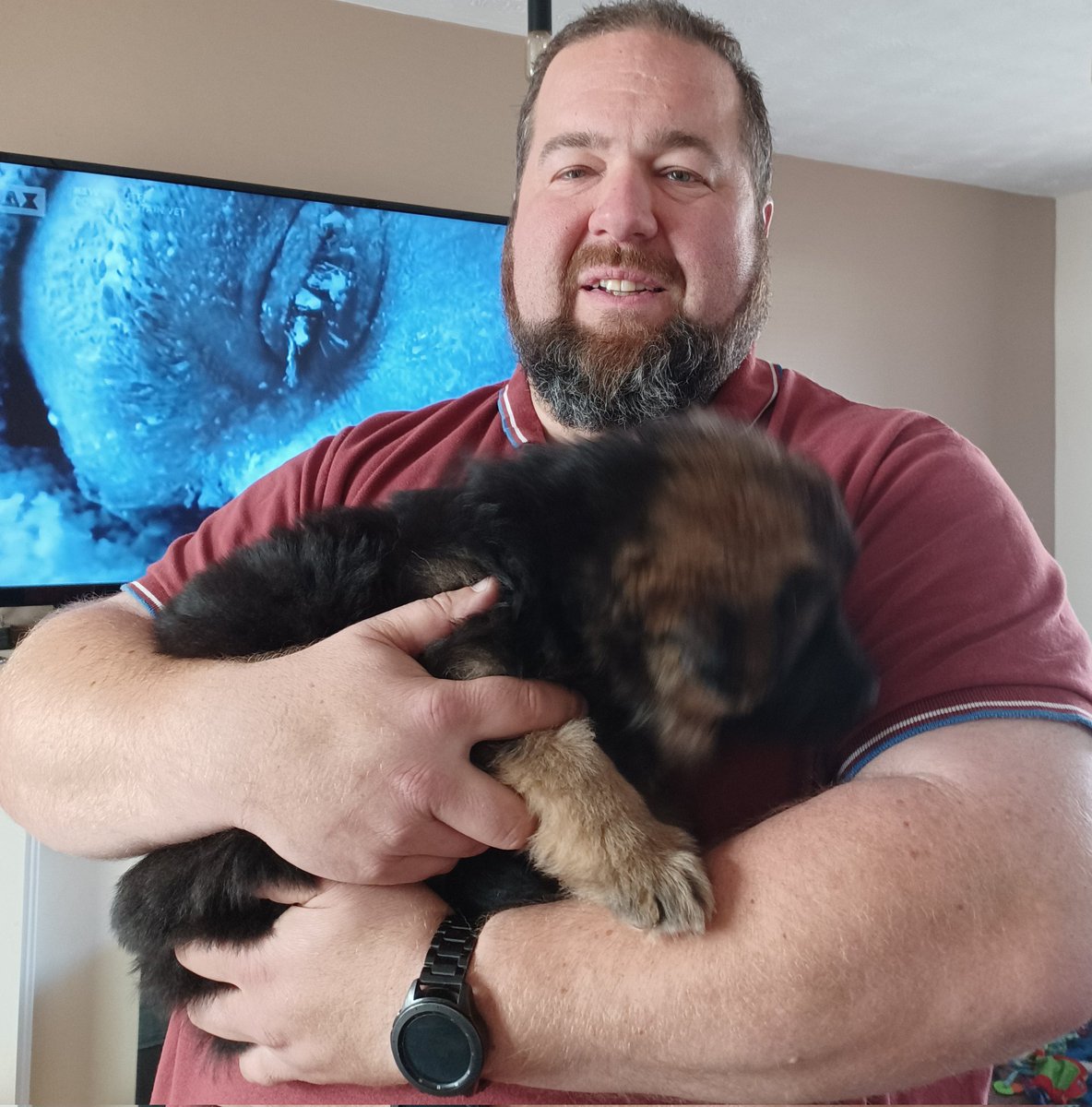 SwannTara's tweet photo. Wahoo can officially say this bundle of fluff is our new baby Odin, a king Shepard (Giant German Shepard) at 6 weeks old he is bigger then any of the dogs at home and Dade adores him already, my pic was 5/5 look how big he grew in a week!!
#Gsd #sofluffy #falleninlove https://t.co/tsjidRPVII