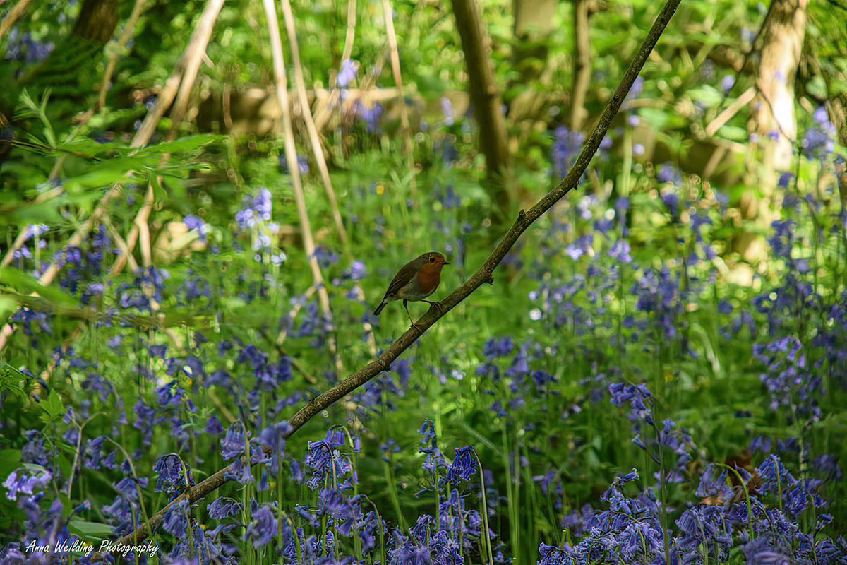 AnnaWeilding's tweet photo. Robins appear when loved ones are near…❤️

#Robins #nature #NaturePhography #naturelovers #closeup #wildlife #beauty #photography #photooftheday https://t.co/isr1MLdPH0