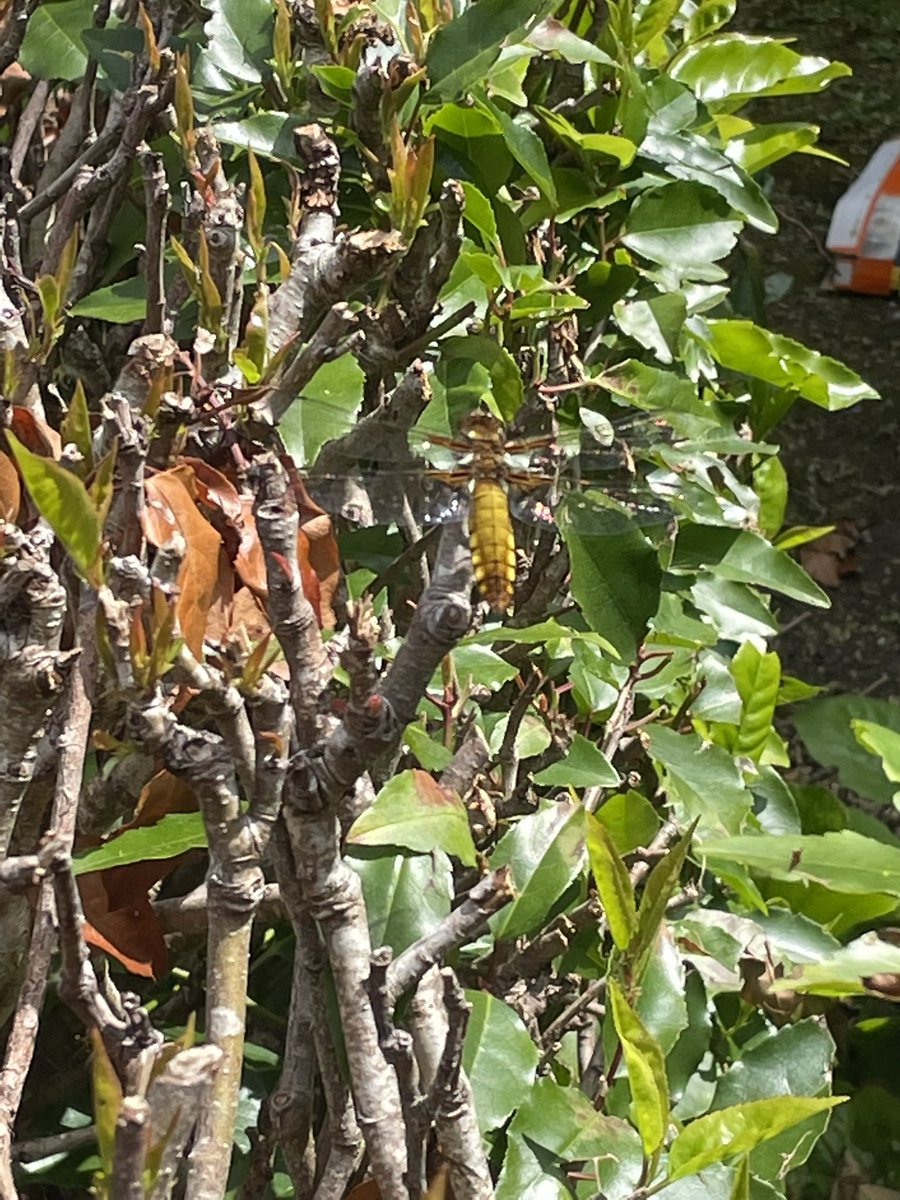 What is this please Twitter? Huge yellow body. Dragonfly type wings.