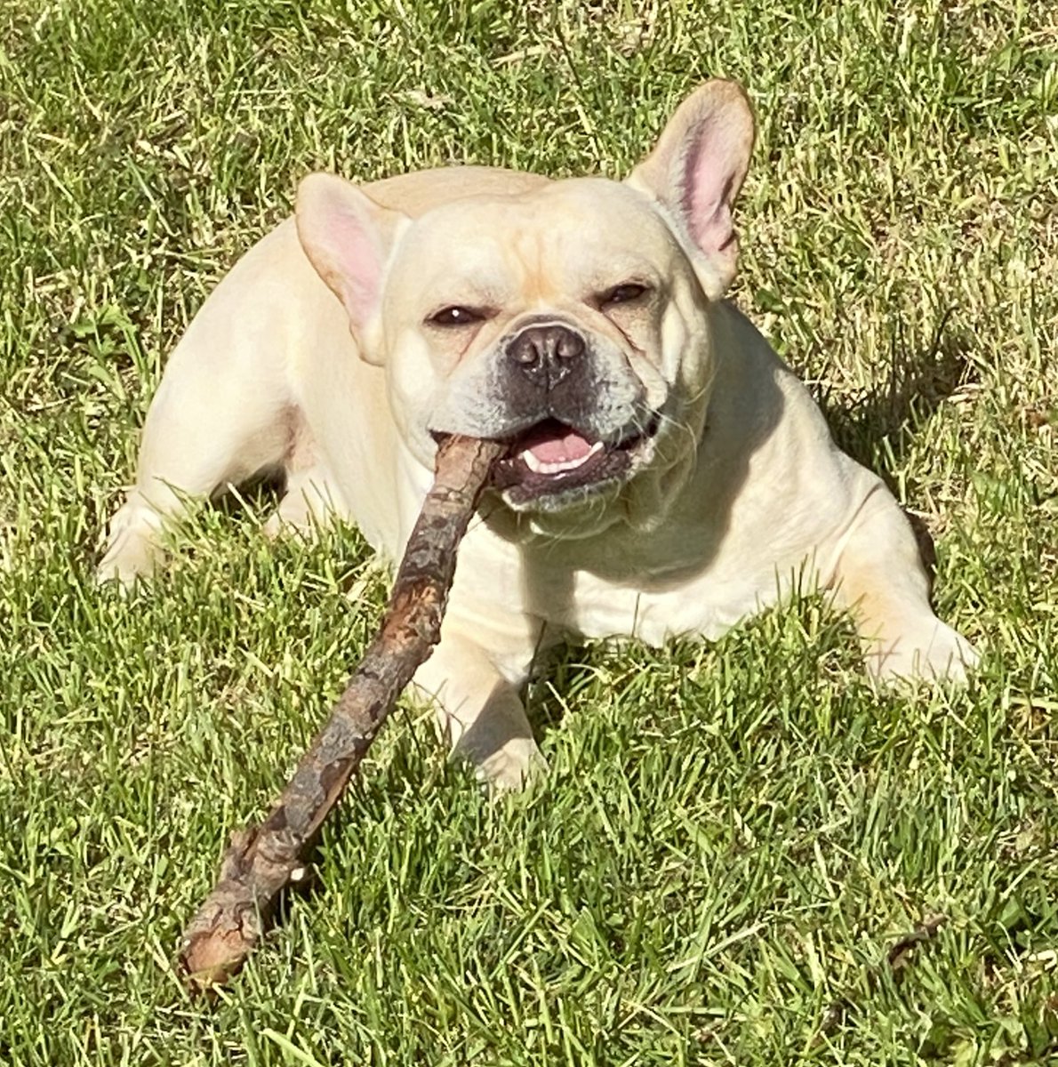 wrinklyhenry's tweet photo. I found this stick on my early morning yard patrol! Dad told me not to eat any of it....I definitely listened super well.... 🙄😝🐾 ❤️

#frenchbulldog #frenchietwitter #frenchie #bedtime #doggo #petsofinstagram #dogsoftwitter #DogsOnTwitter #SaturdayMorning #SaturdayVibes https://t.co/T3OHrVxBkA