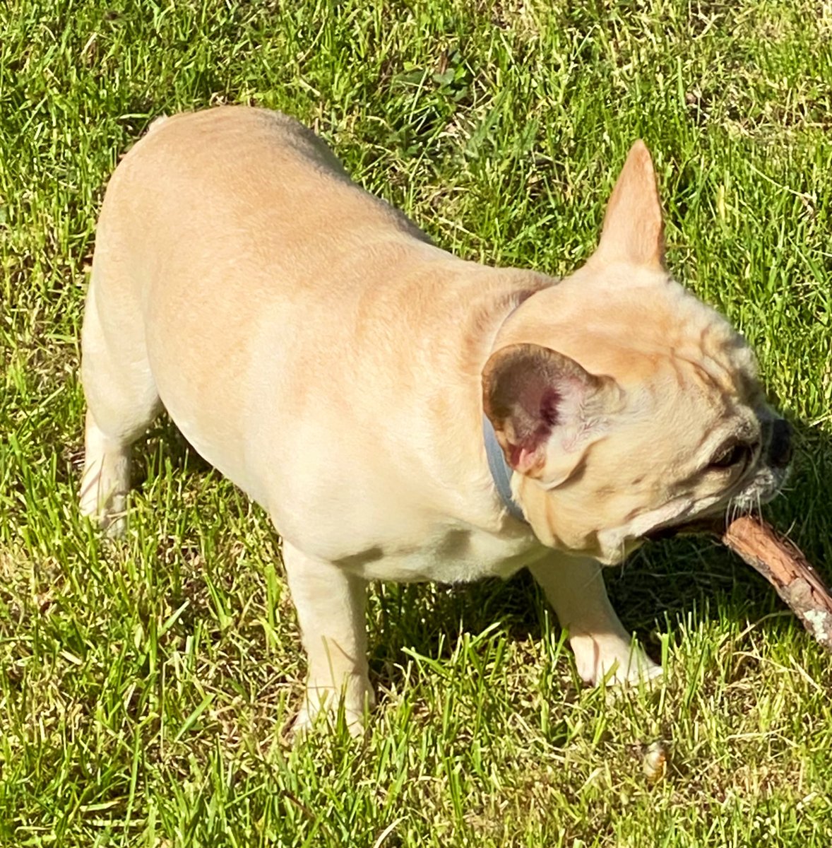 wrinklyhenry's tweet photo. I found this stick on my early morning yard patrol! Dad told me not to eat any of it....I definitely listened super well.... 🙄😝🐾 ❤️

#frenchbulldog #frenchietwitter #frenchie #bedtime #doggo #petsofinstagram #dogsoftwitter #DogsOnTwitter #SaturdayMorning #SaturdayVibes https://t.co/T3OHrVxBkA