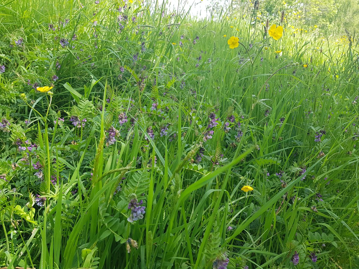 Lots of beautiful wild flowers out at the moment. It's starting to feel like summer is coming 🌞
