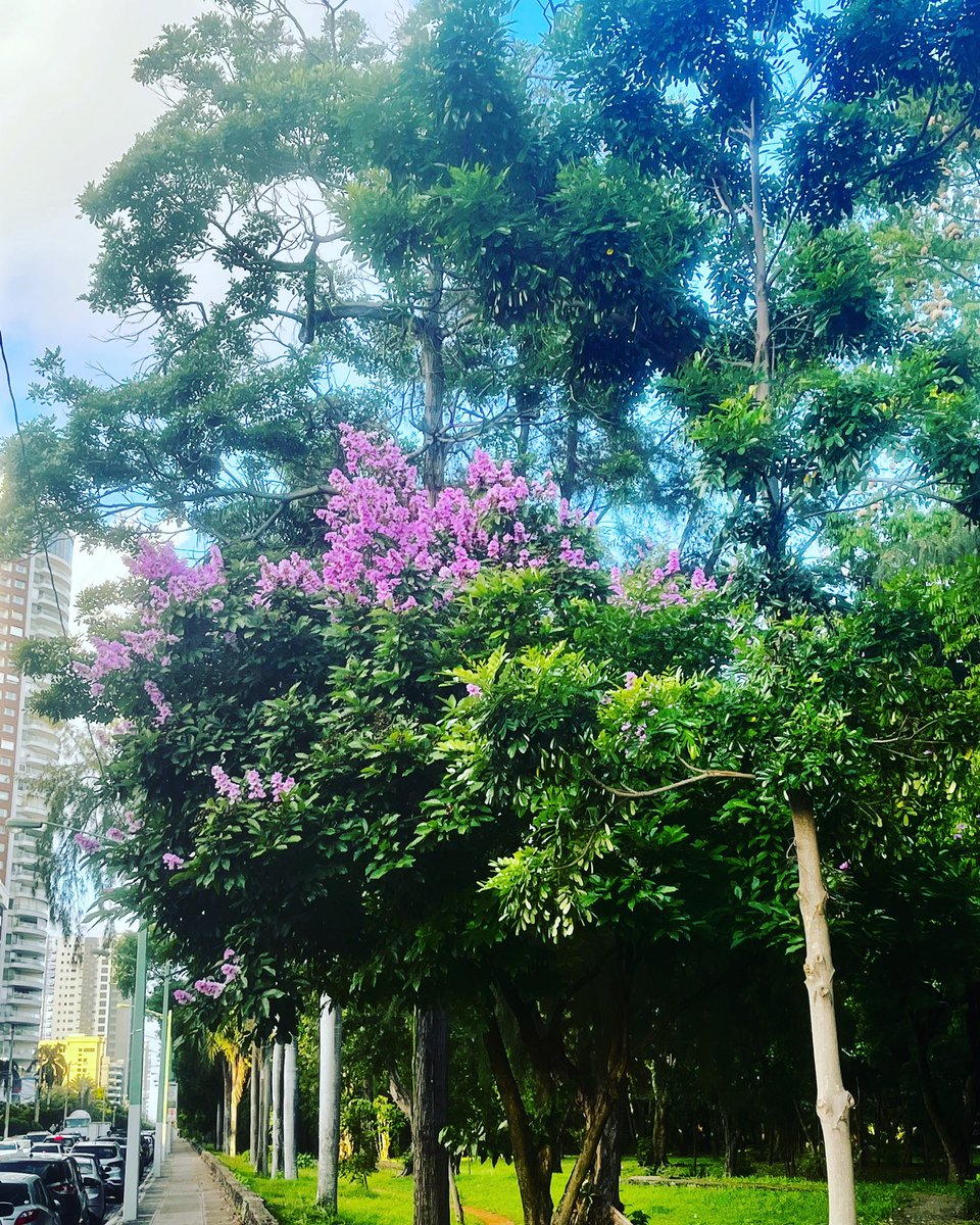 #FelizSabado !! Las aceras del parque se embellecen con sus #flores ! Hermoso #dia  para compartir en tu #parquemiradorsur !
#amigosdelparque #marcapais