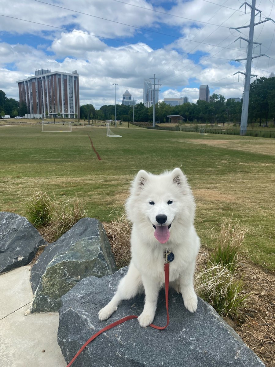 areyouunleashed's tweet photo. ✨Happy JumpStart Graduation, Miss Maisie!!✨ let’s go show your humans all of your new skills!! 🎓🤍🐾 https://t.co/adlfsCNkak