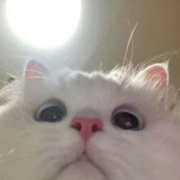 yuieou's tweet photo. ㅤㅤ

            han miyui 🪷——
            not new to rp but new acc.
            looking 4 moots!
            like &amp; rt to be mutuals
ㅤㅤㅤ ︎and for a possible dm <3
ㅤㅤㅤ ︎ㅤ https://t.co/3BxF277gOQ