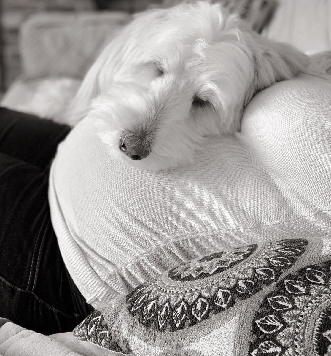 Today is #NationalDogMomsDay 🐶

Wishing you all a beautiful day filled with extra snuggles from your 4-legged fur child! ❤️

Here’s one of my favorite candids of #Ringo, taken when I was pregnant with George. He had already loved his little human brother before he was born❣️