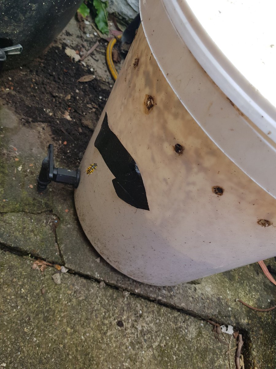 LJBees's tweet photo. Have put a #HoverflyLagoon next to my worm bin, as I spotted a Myathropa florea hovering around the airholes to the bin - and ovipositing on the ground beside it! She didn't seem to realise she wasn't IN the bin... π
@HoverflyLagoons https://t.co/Af0SucZPBn