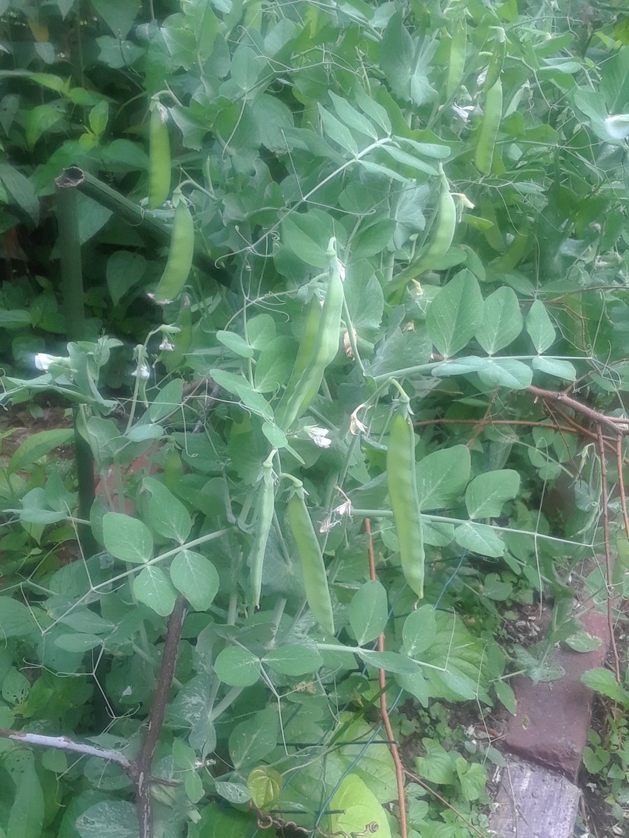 Sweet peas in May
