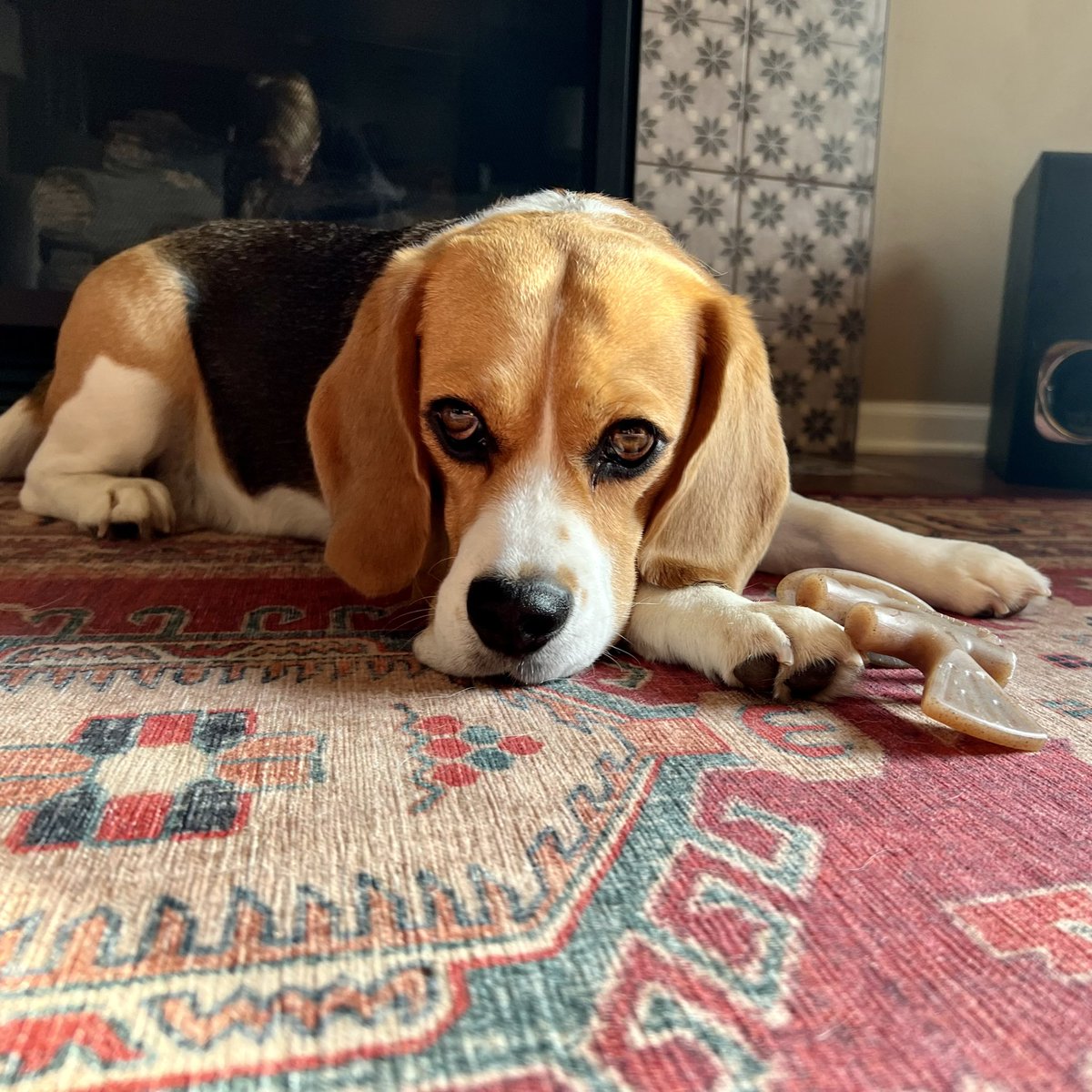 My little brother Skipper turns 4 today. Such a serious face, right? #DogsofTwittter #beagle