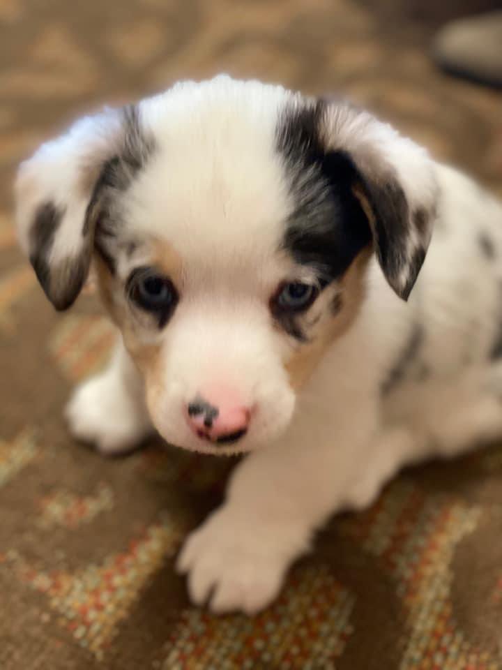 MyRunnings's tweet photo. โค๏ธ Puppy Love for this little cutie! Congrats to Justin Williams, winner of ๐พ ๐พ Runnings Furry Friday pet contest.
Your complete Pet Store Store - Runnings!
#petsofinstagram #petsoffacebook #pet #pets #pets pictures #petpictures #furryfriday #runnings #runningsstores https://t.co/dBvPULTYzM