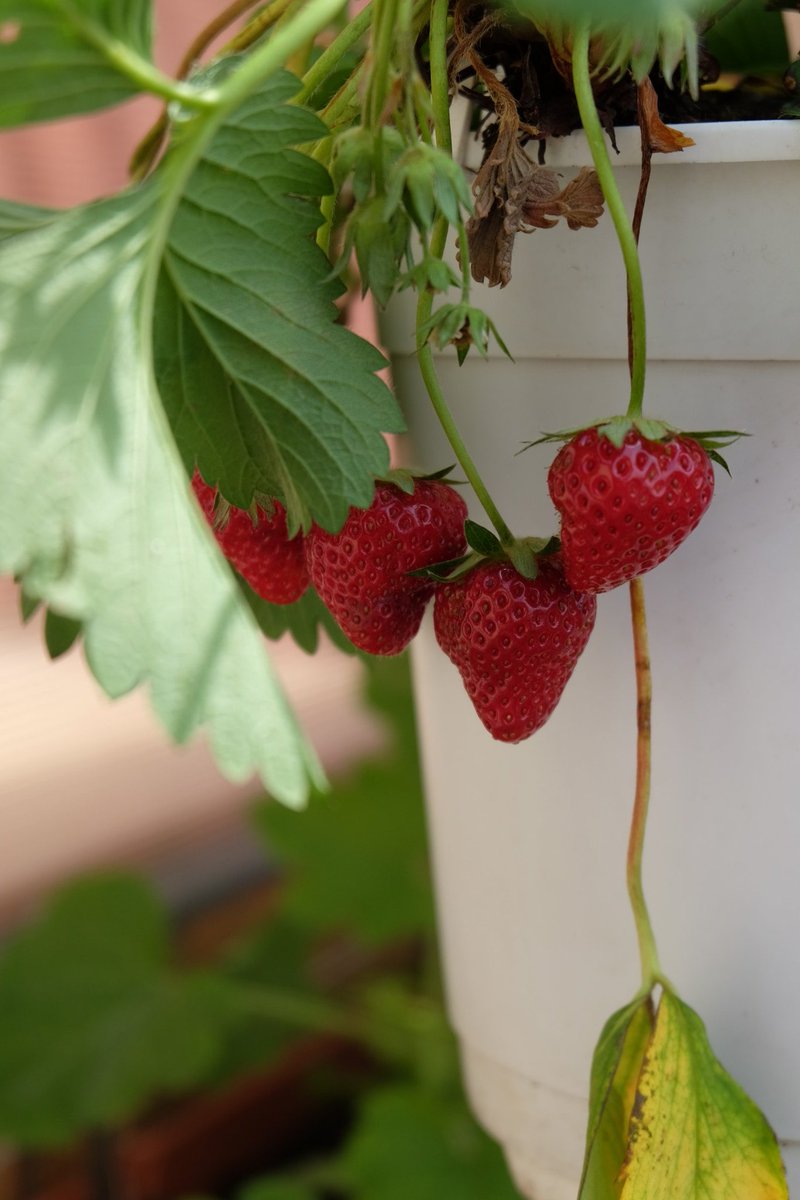 lhs_P4F_DD's tweet photo. Heute mit Erdbeeren stärken 🍓, nebenbei dem 3-jährigen zeigen können, dass diese nicht in Plastikschalen im Supermarkt wachsen 🌱 – morgen zur Kidical-Mass 🚲 von @FuRe_DD. https://t.co/YHUWqK4Prq