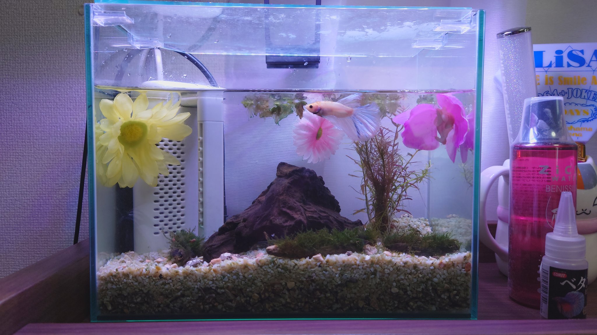Ryo こんばんは 水槽のレイアウト変えててみました 水草はロタラ ミニ流木にウィローモスを活着接着剤でつけてみました アクアラボ平安さんで ベタの棲家を購入して華やかになってる 彡 ベタ ベタ水槽 熱帯魚 水草水槽 流木水槽