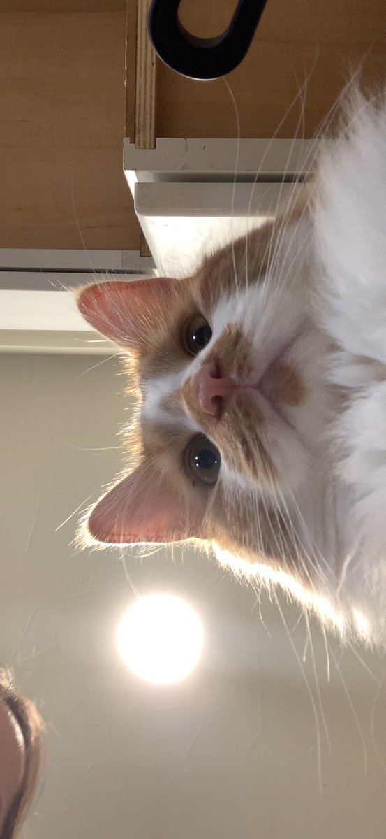 theMaximusC's tweet photo. Looked over while facetiming my girl and saw this 😂 https://t.co/gzD3z6PtPS