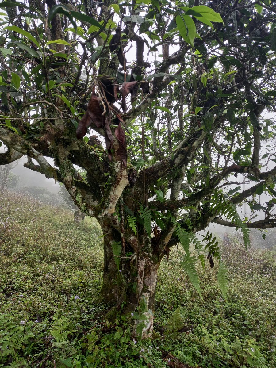 HelloTea4's tweet image. Ancient tea in Ha Giang province , vietnam