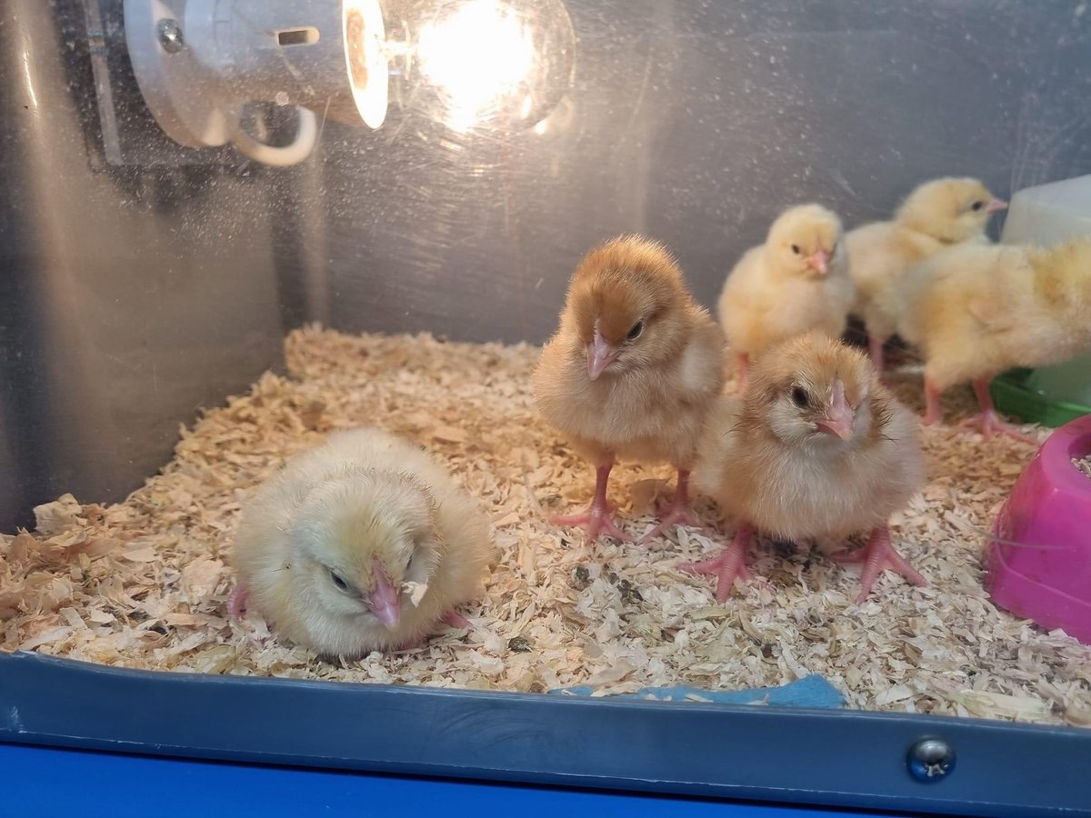 They look so cute but don’t let it fool you, they sit in the food bowl and on each other’s heads. 🐣🐥<a href="/ClaireWardle_/">Claire Wardle</a>
