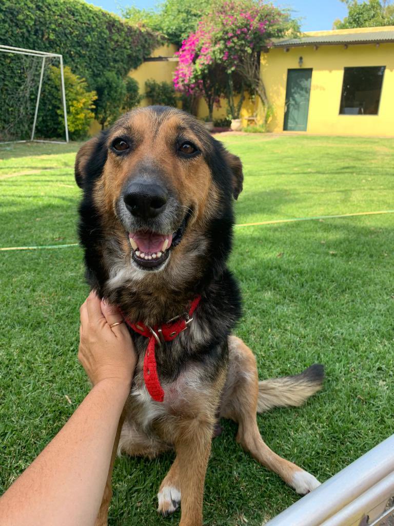 Santi y Ale: se nos perdió Loli y estamos buscándola desesperadamente!
Desapareció de diag 74 y 34 de La Plata ayer a la mañana. Si alguien la ve, por favor llamar al 2215022610. Muchas gracias!! <a href="/todonoticias/">TN - Todo Noticias</a> <a href="/atilo/">Alex Tilo</a> <a href="/AlePenialva/">Alejandra Peñalva</a> #EsteFinde