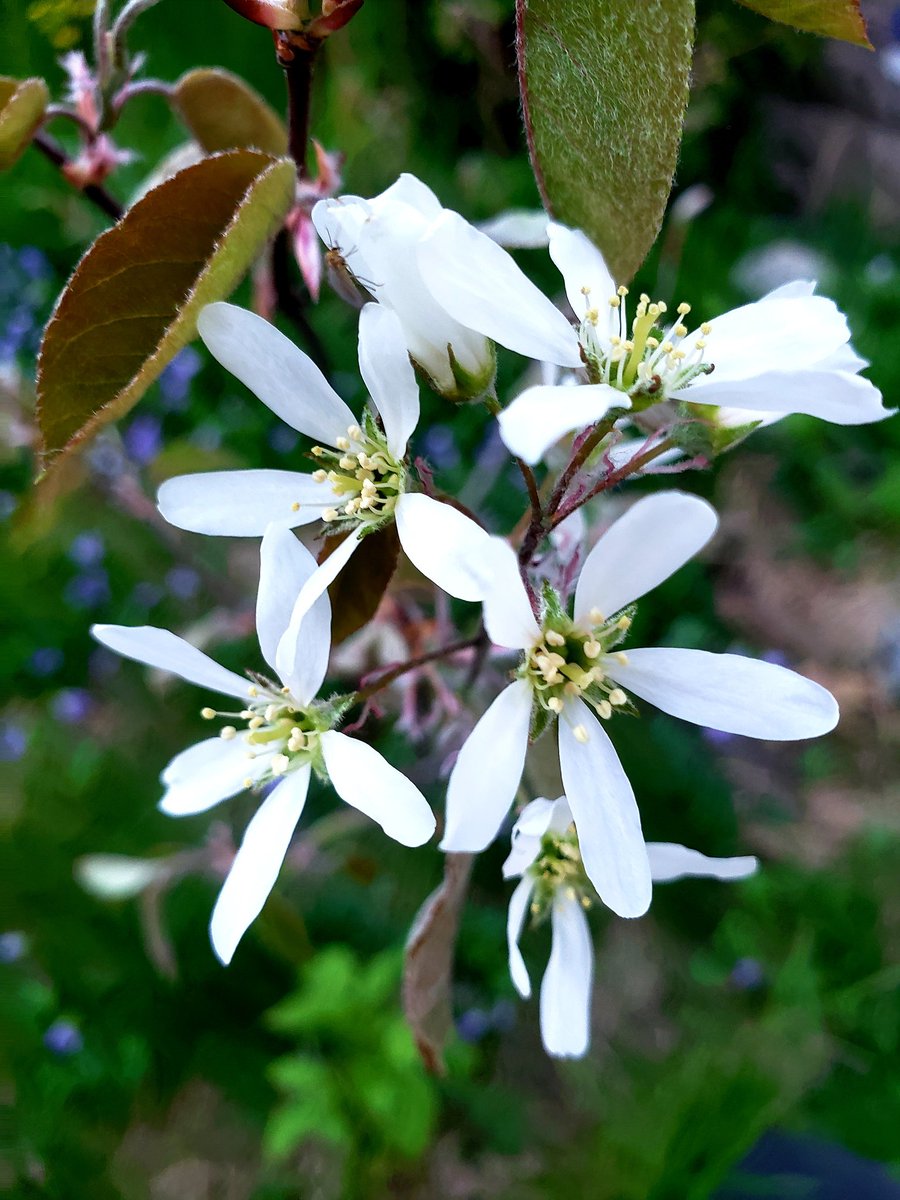 IMO serviceberry blossoms are where it's at for spring blooms in the city. #DWLS  🌸🐝