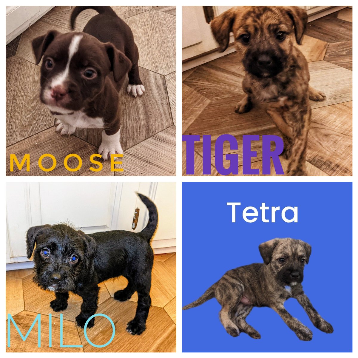 Howells73's tweet photo. Today is adoption day for our foster pups! Come out to the Urban Hound in Perkins Rowe from 10-2 to become a forever home for your favorite pup. @RescueRehomeLa https://t.co/b5K5aVl3Gm