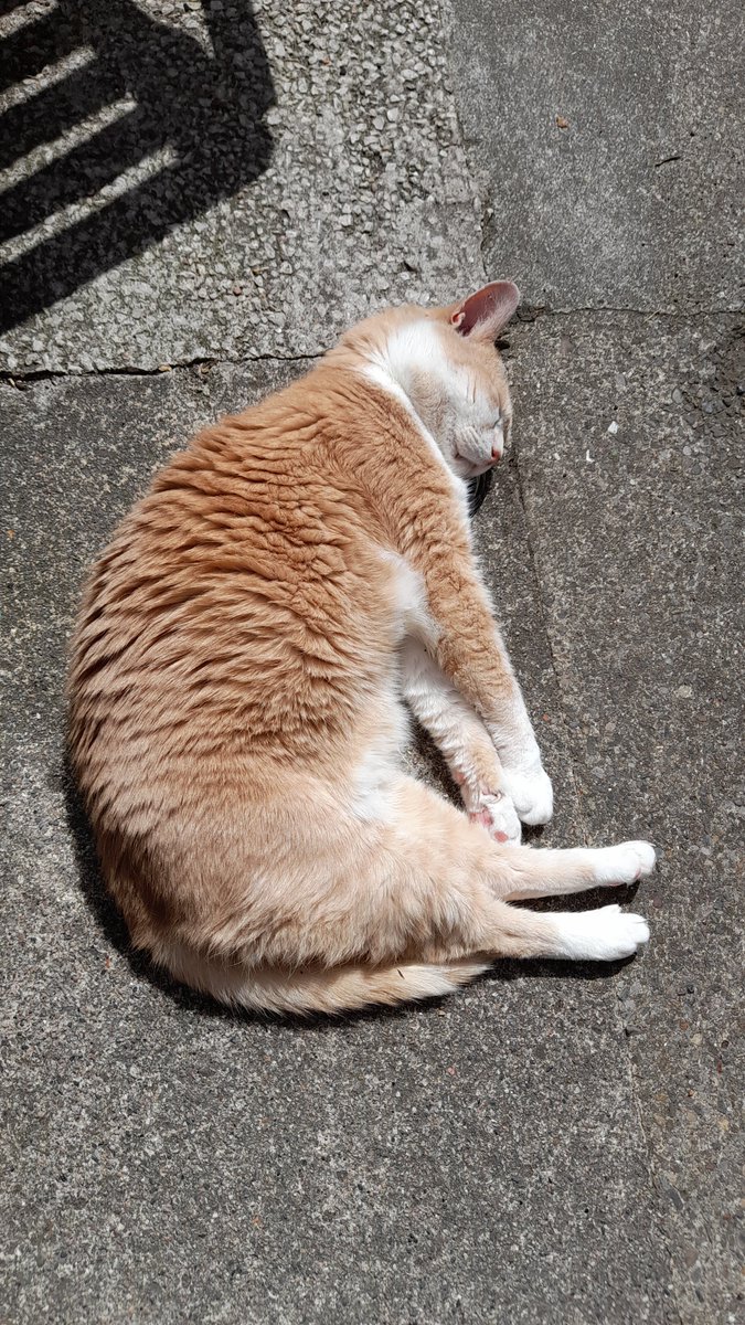 DKMead's tweet photo. This old boy just loves the sun. #Phlogiston #caturday https://t.co/mvCA50R6Lu