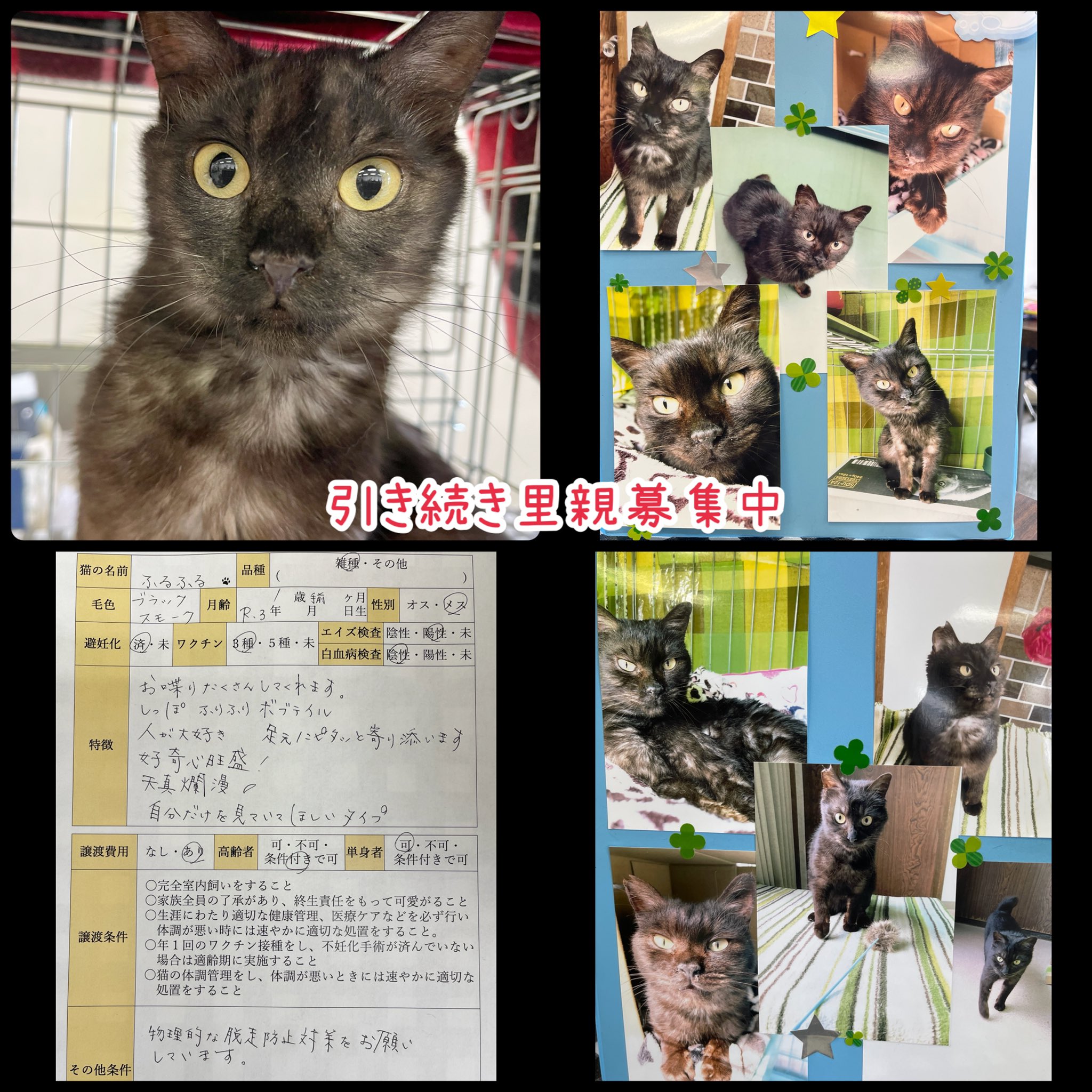 ながの鈴ねこの会 本日の譲渡会報告 今月もお忙しい中ご来場下さった皆様ありがとうございました 引き続き里親 募集中の子はもちろん お声のかかった子もお話がまとまらない可能性もありますので 気になる猫がいる場合は預かりさんと仲介しますので お ながの鈴ねこの会 本日の譲渡会報告 今月もお忙しい中ご来場下さった皆様ありがとうございました 引き続き里親 募集中の子はもちろん お声のかかった子もお話がまとまらない可能性もありますので 気になる猫がいる場合は預かりさんと仲介しますので お