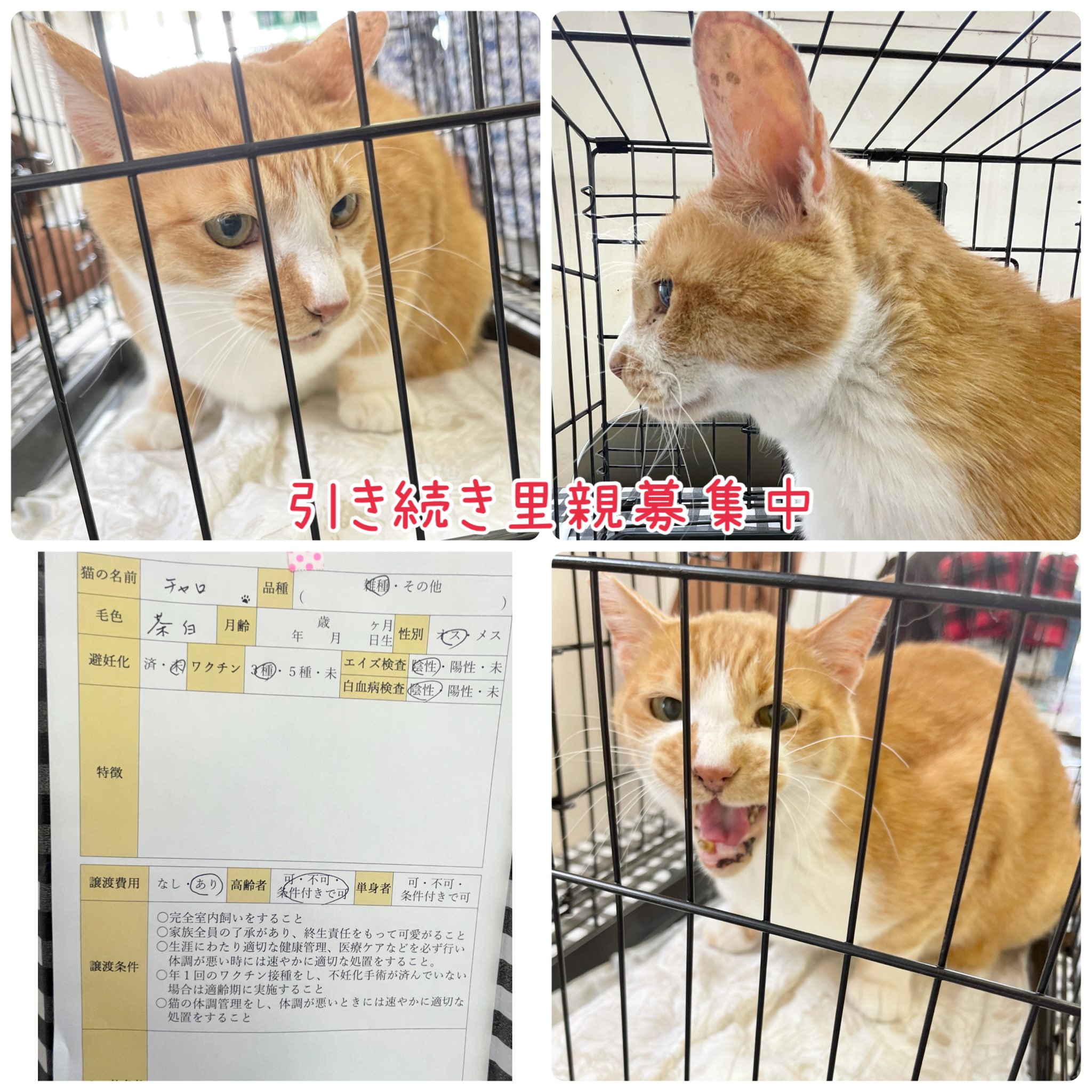ながの鈴ねこの会 本日の譲渡会報告 今月もお忙しい中ご来場下さった皆様ありがとうございました 引き続き里親 募集中の子はもちろん お声のかかった子もお話がまとまらない可能性もありますので 気になる猫がいる場合は預かりさんと仲介しますので お