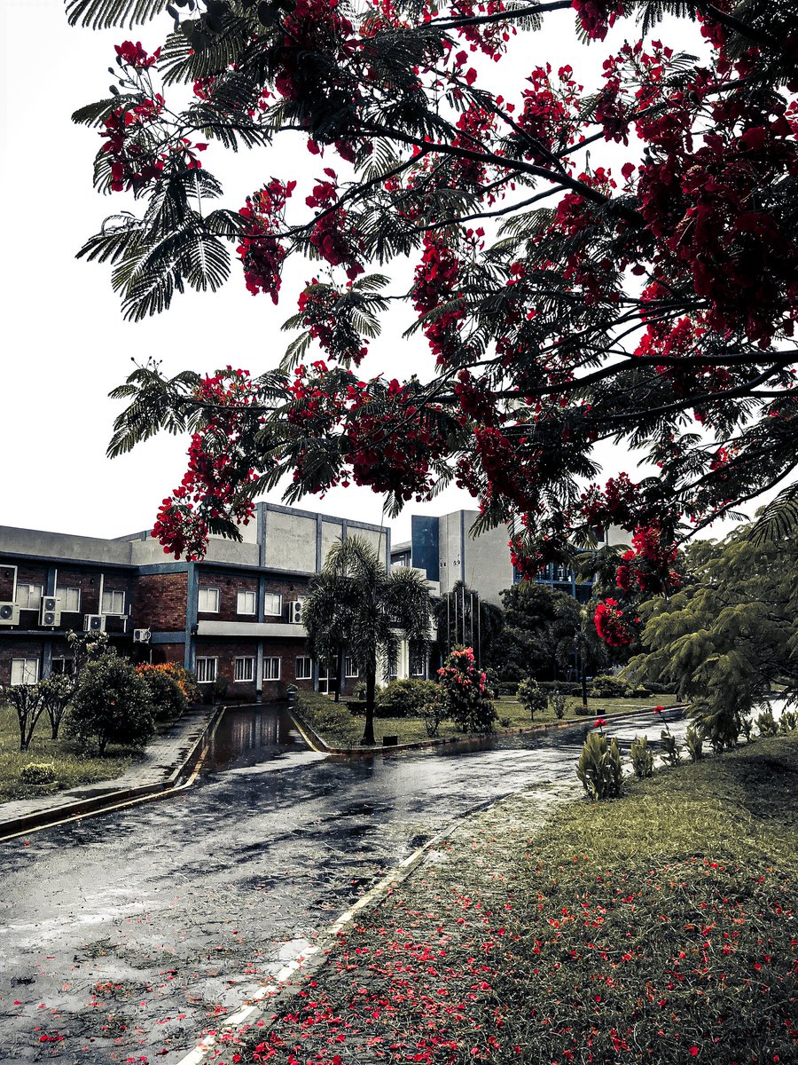 iammashik's tweet photo. After a heavy rain
#i7plus #lightroommobile #kdusc #cinamatic #dark #tropical #moody https://t.co/MWeeEyo5TT
