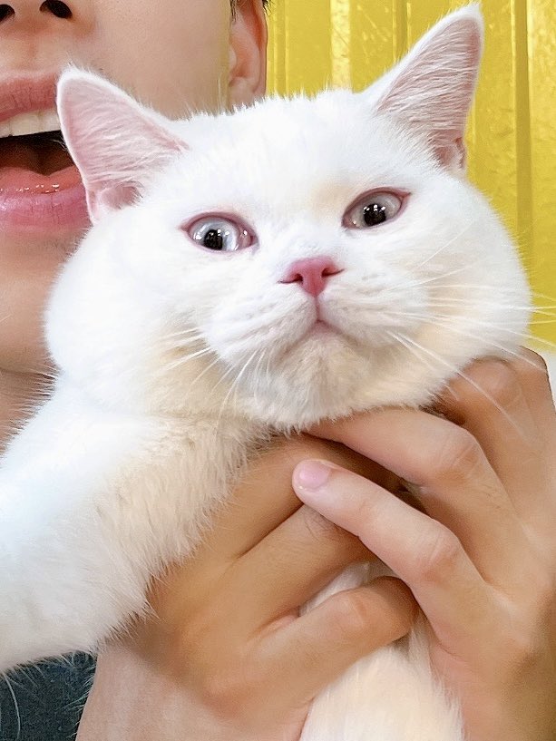 EarthET4's tweet photo. เอาที่ป๊าสบายใจ😏😜😂
#snowblueeyesthecat #earthet https://t.co/9AnQk2sUOy