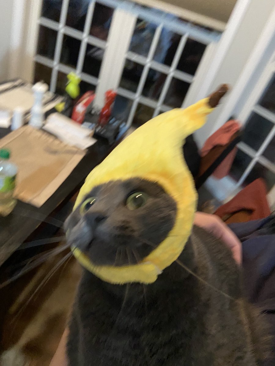 otisthecat69's tweet photo. the banana hat… https://t.co/WZHnGfGmg4