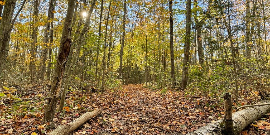 YorkRegionGovt's tweet photo. Exploring the #yrforest helps you stay active, relaxed & improves your concentration. Please stay on designated trails to protect the flowers, plants & trees, while experiencing the benefits of the Forest. https://t.co/yAr13XfcLt
📸: Brownhill Tract https://t.co/wsGpEti8wm