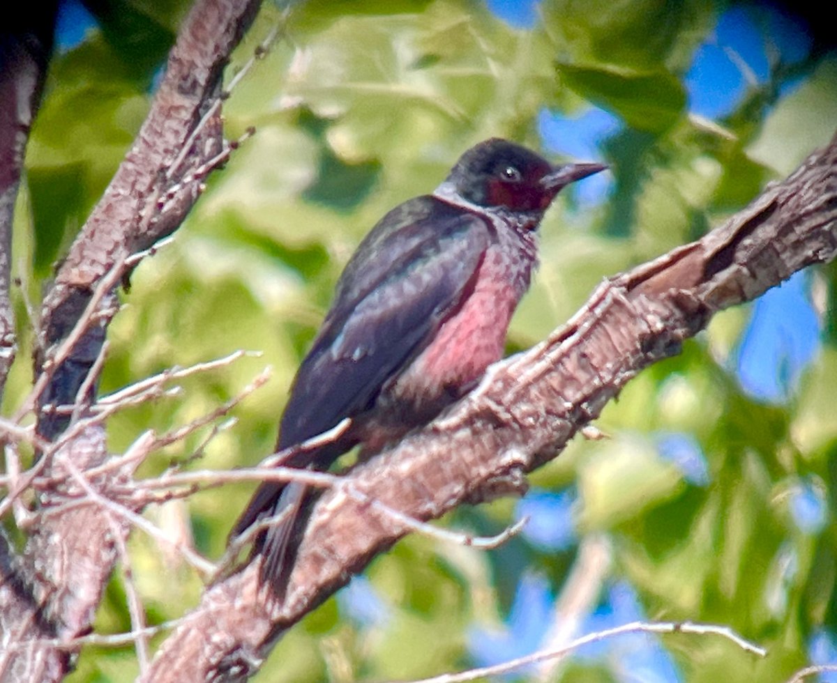 AdamDClovermist's tweet photo. A real surprise yesterday for our @naturetrektours guests was this wonderful Lewis’s Woodpecker. Seen at a desert oasis outside Las Vegas, it joined large numbers of migrants as they refueled ready for their onward journey north. https://t.co/zRrQO84GjU