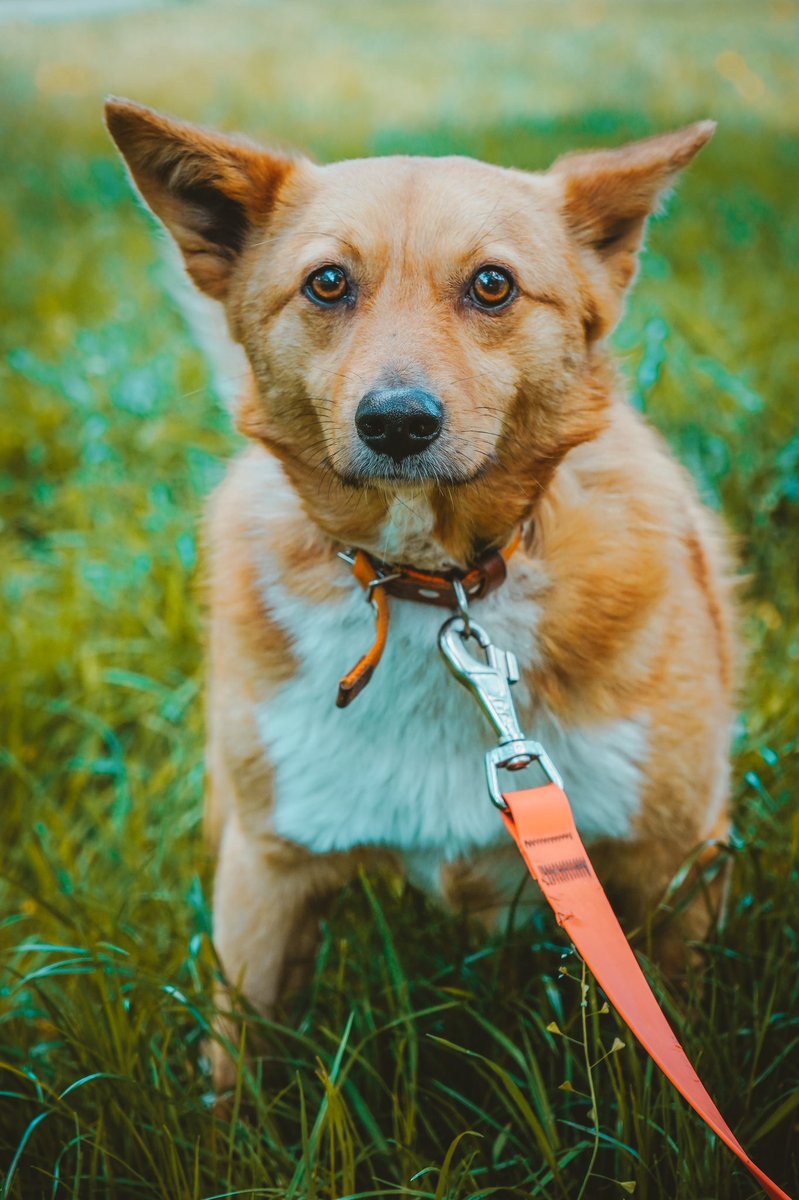 elisazonova's tweet photo. today my task is to sort and edit 3120 photos from a dog shelter 🤦‍♀️
dogs were brought to Kyiv from a war zone of #Ukraine

So, have a good day #NFTCommunity 
#Kyiv #dogs #nft https://t.co/TfOqKfcpwh