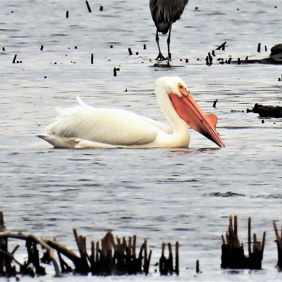 goCMNH's tweet photo. How did this bird end up in Ohio? We’re not sure. But here’s some info to help keep all #migrators on track:
💡Reduce the light outside your home
🐦Add treatments to windows to prevent collisions
🌱Plant native foliage
😼Keep your cats indoors
🔭Become a community scientist https://t.co/qkSfqlmk3h