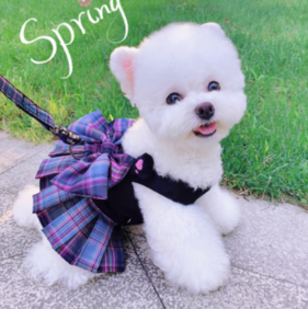 TranidyOfficial's tweet photo. #dog #puppy #doggy #dogs #puppies #pet #pets #cats #cat #catclothes #catlover https://t.co/XQ6mMnqWf3