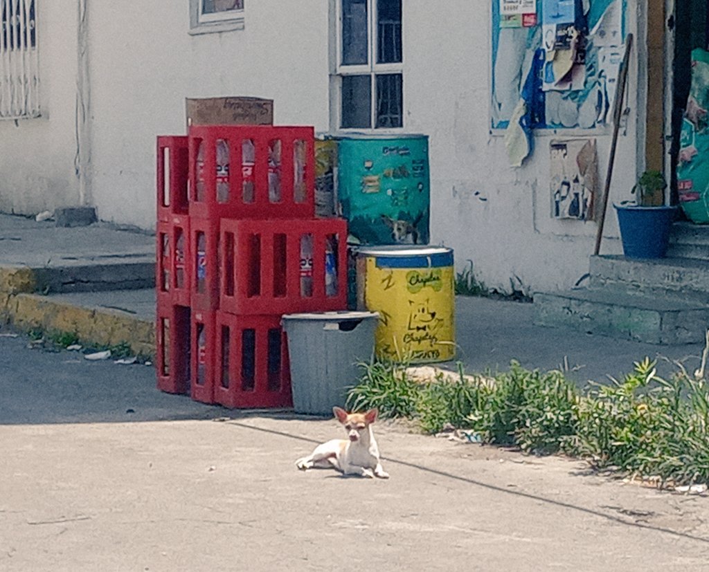 FRYDApuebla's tweet photo. Buenos días les desea el perrito que toma el sol, sintiéndose dueño de la calle 😎
#FRYDA 💛💜 https://t.co/GeSvBgy9e4