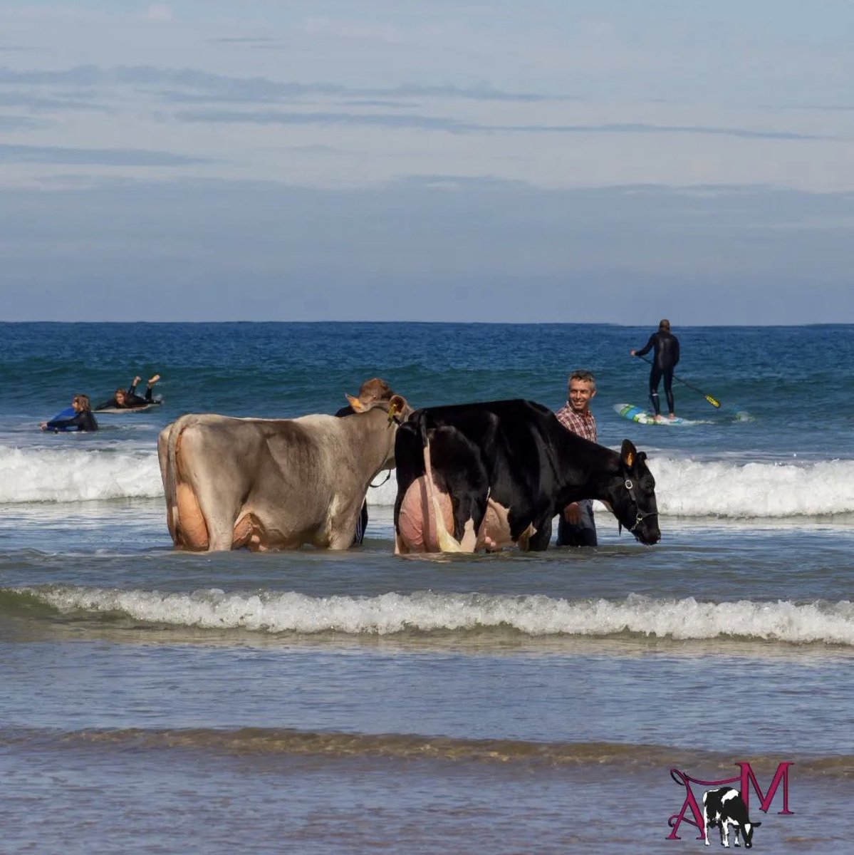 Vacas 🐄 y Surf 🏄‍♂️ 

📍 Playa de Oyambre (Cantabria)

📷 IG am_by_alberto_medina