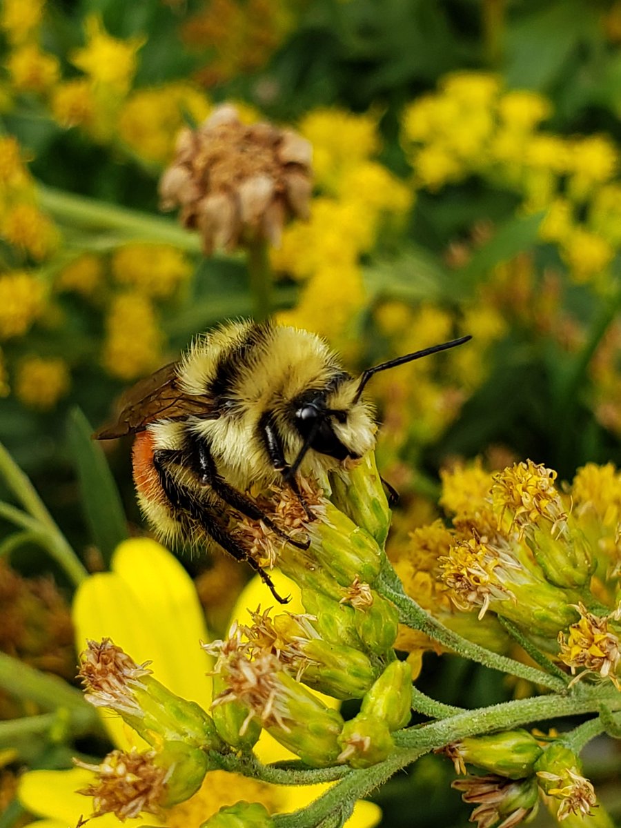 SaskWeekend's tweet photo. Are you looking to attract some birds, butterflies and bees to your urban garden? Try growing a native one! Sarah Ludlow from the @NCC_CNC joins us with easy tips for getting started. She's doing it and as you can see from her photos, she even got monarch butterflies last year! https://t.co/BEdiYwRBjQ