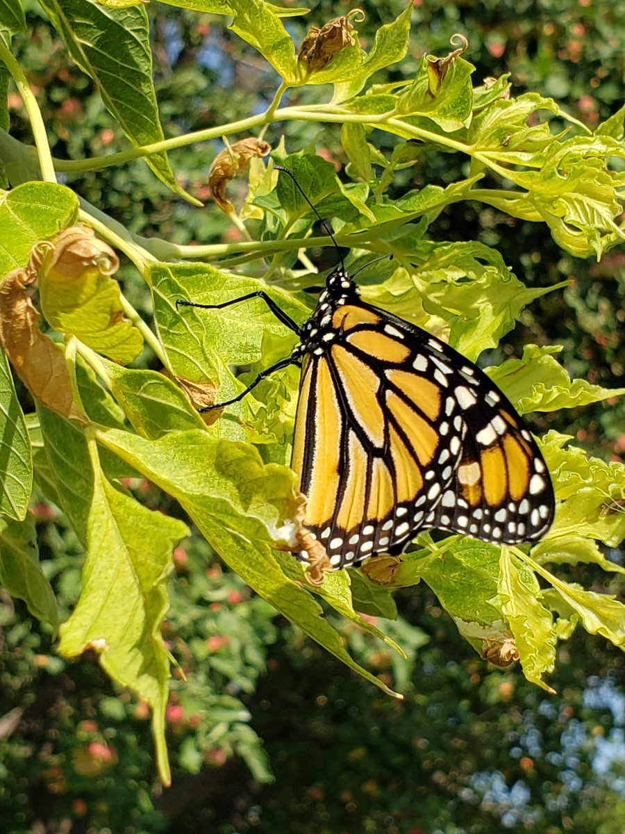 SaskWeekend's tweet photo. Are you looking to attract some birds, butterflies and bees to your urban garden? Try growing a native one! Sarah Ludlow from the @NCC_CNC joins us with easy tips for getting started. She's doing it and as you can see from her photos, she even got monarch butterflies last year! https://t.co/BEdiYwRBjQ