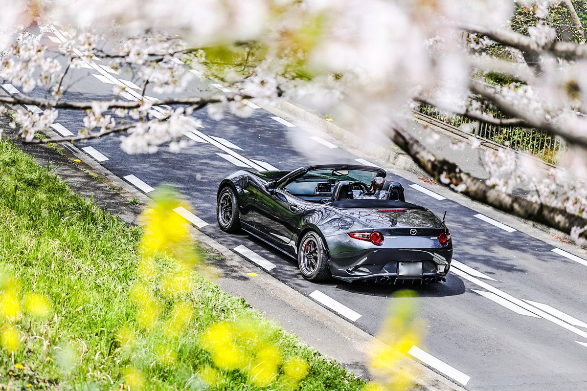 suzunonaruki3's tweet image. MAZDA×SAKURA

オープンカーは走りながら花見できて最高🌸

インスタでも応募したけど、こちらでも😊
#kobemazdaphoto80 #mazdagram #kobemazdagram #マツダグラム #神戸マツダグラム