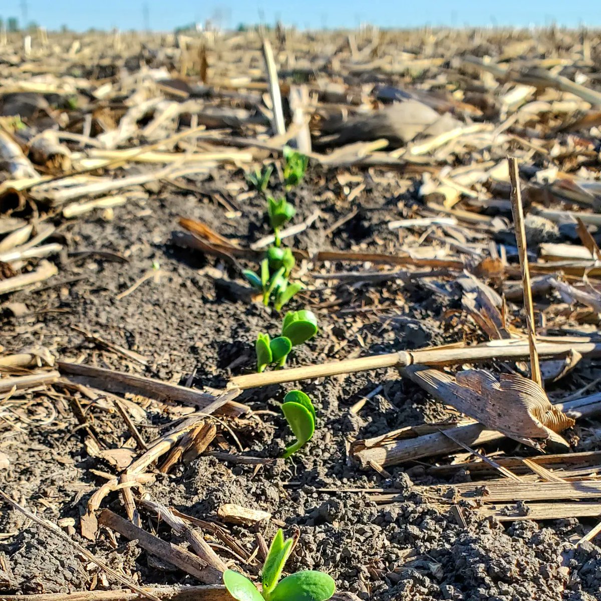 ACRE_Purdue's tweet photo. What a whirlwind the last few days! From sunrise to late into the night, planting corn and soybeans, spraying, tillage....full on planting season!
Love seeing the hard work start to show up as we see the corn and soybeans popping up.
#plant22 #ACREfarm @PurdueAgronomy https://t.co/KxfzZDwC47