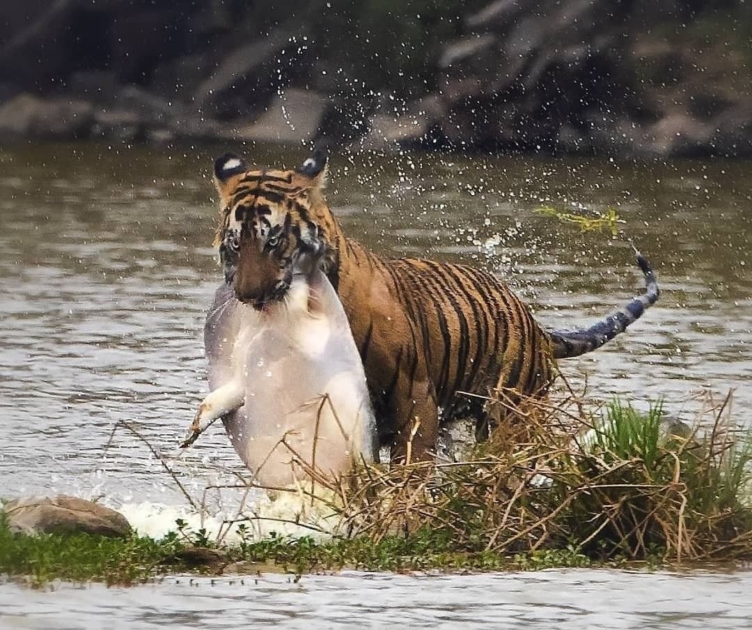 FttfIndia's tweet photo. #SoftshellSaturday - back with something to remember from last year.
The tale of two predators. This turtle is most likely Gangetic softshell, a ferocious predator itself but here the hunter is hunted. What a beautiful documentation by MS Ranganathan (@/msranganathan82 on IG)! https://t.co/ffp39L2Fd8