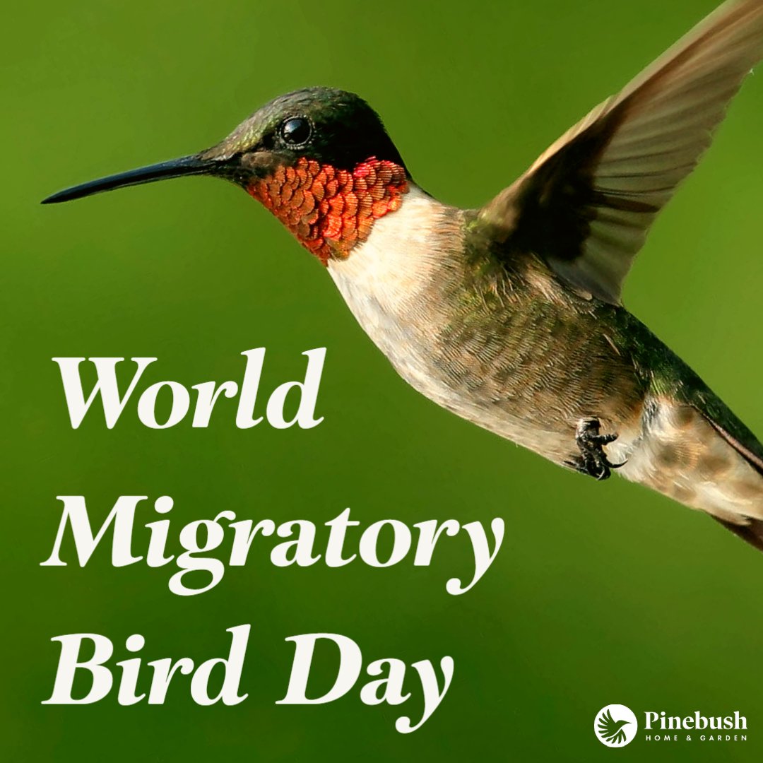 Pinebushhg's tweet photo. HAPPY MIGRATORY BIRD DAY!

Birds can be found everywhere along the cities and shores of this beautiful country we call home.  🐦

#WorldMigratoryBirdDay #WMBD2022 #hummingbirds #LikeABird #ForNature #Migrationday  #Pinebush #Pinebushhomeandgarden #feedthebirds https://t.co/1KoB0Ox0mi