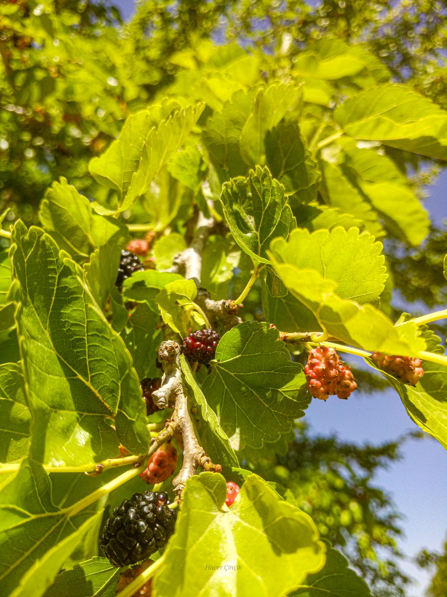 nonsiferma's tweet photo. Dut
#nature #blog #Blogs #dut #mulbery #fruits #Maulbeeren #뽕나무
#桑树
#自然
#ガーデニング
#写真好きな人と繋がりたい
#いいねした人全員フォローする
#写真
#ファインダー越しの私の世界
#カメラ好きな人と繋がりたい https://t.co/T0iB8gl7V0