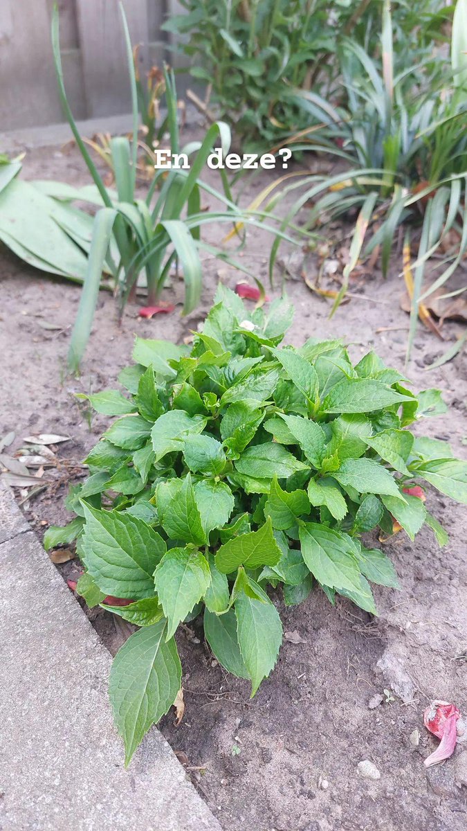 elleoj's tweet photo. De tuin van ons nieuwe huis staat vol verrassingen. Wie weet wat er staat? 😅 https://t.co/FvhqGgpfkl