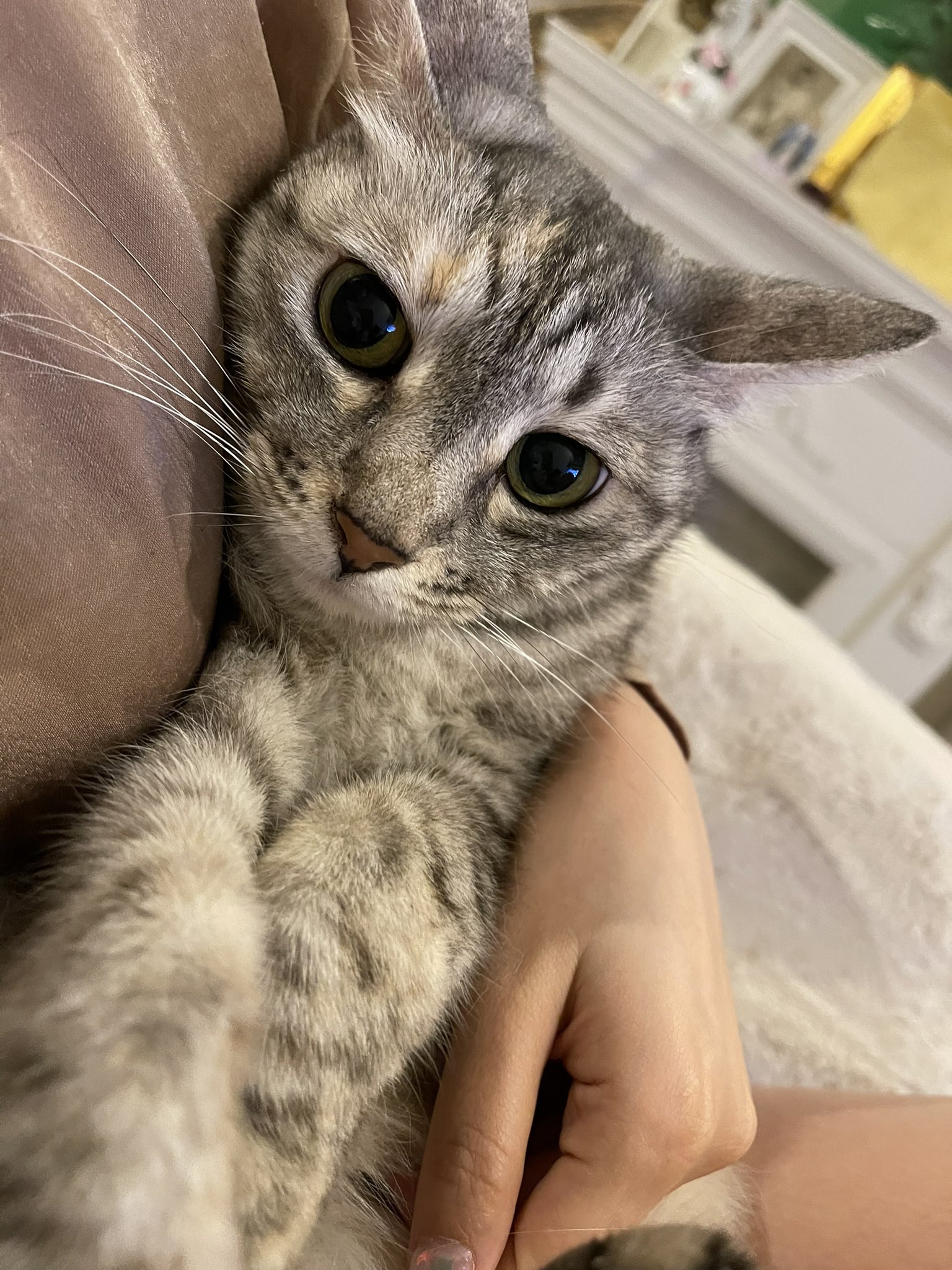 超可愛い キューピー と仲良し猫ちゃん 美品 キユーピー - 超可愛い キューピー と 仲良し猫ちゃん 美品の