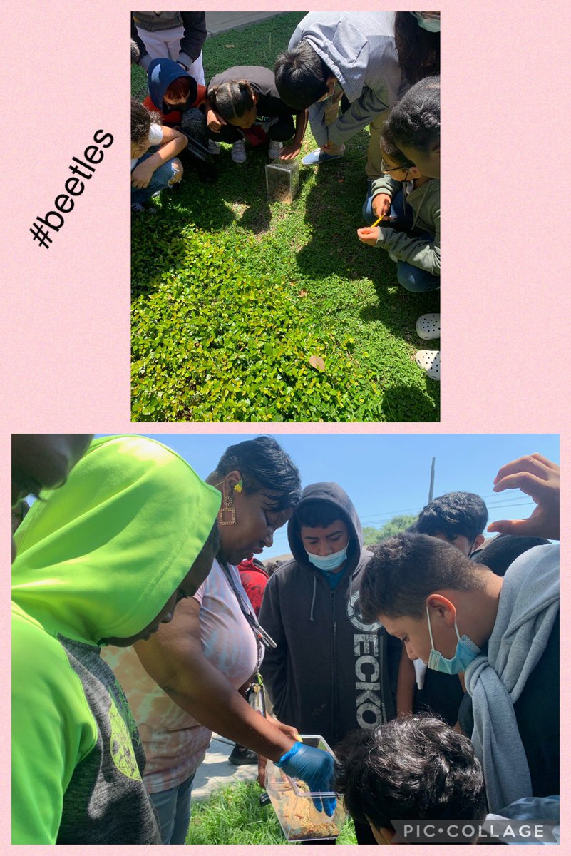 changelle's tweet photo. My 5th Graders and I ended this STAAR-filled week letting some of the beetles go into an environment a little more suited for their needs! ๐ #mealworms #cyles #environnements @WeRFoerster @HISD_ElemSci @lkpigott @PrestonMarthaJ https://t.co/6tz4Pa5tYP