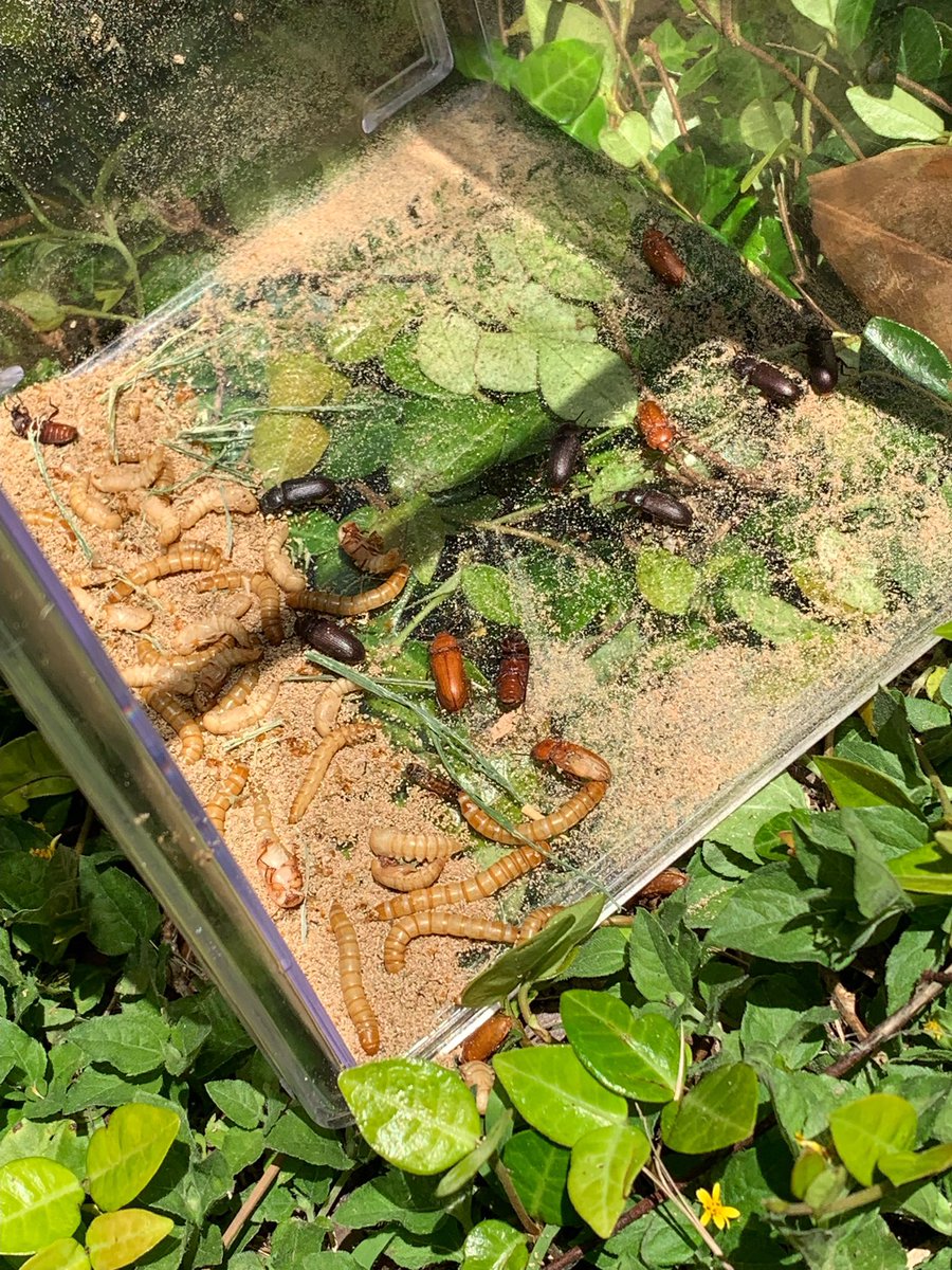 changelle's tweet photo. My 5th Graders and I ended this STAAR-filled week letting some of the beetles go into an environment a little more suited for their needs! ๐ #mealworms #cyles #environnements @WeRFoerster @HISD_ElemSci @lkpigott @PrestonMarthaJ https://t.co/6tz4Pa5tYP