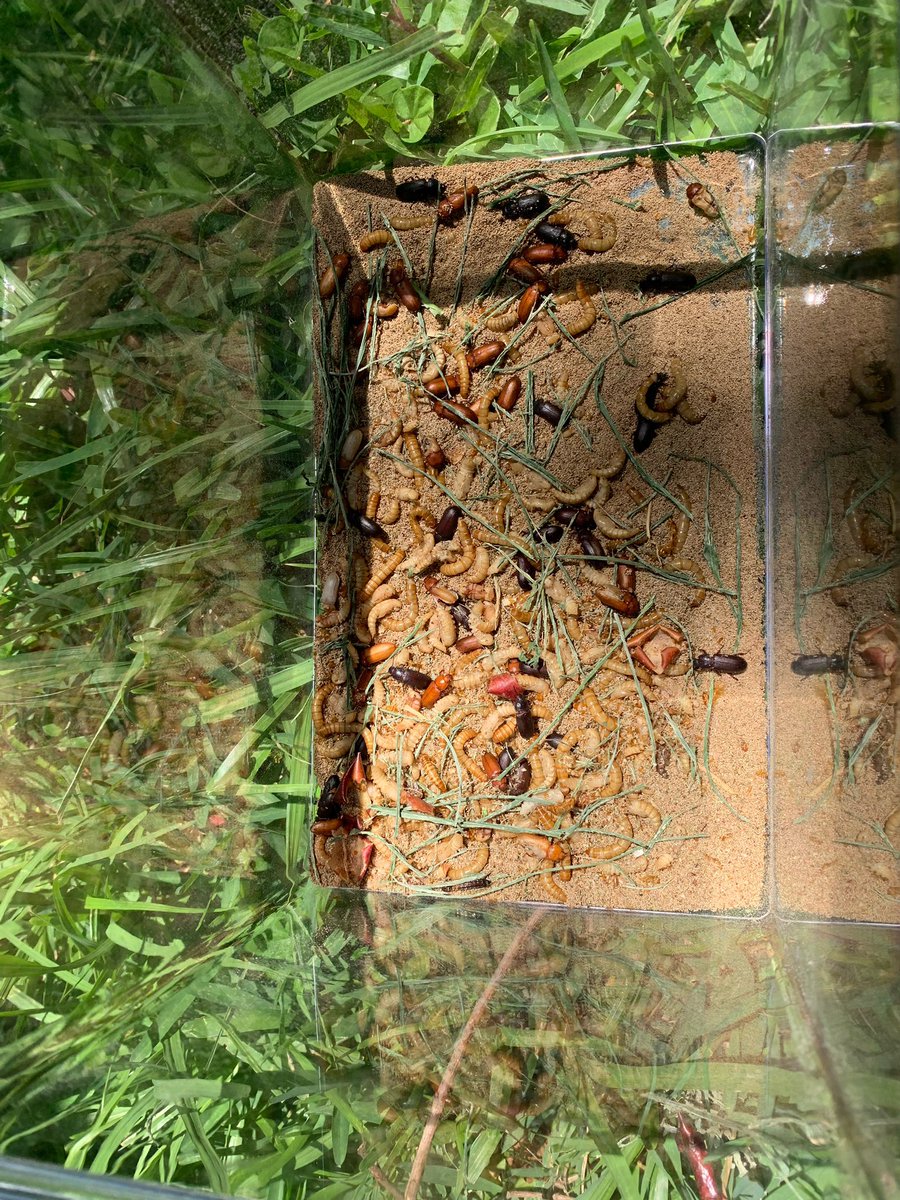 changelle's tweet photo. My 5th Graders and I ended this STAAR-filled week letting some of the beetles go into an environment a little more suited for their needs! ๐ #mealworms #cyles #environnements @WeRFoerster @HISD_ElemSci @lkpigott @PrestonMarthaJ https://t.co/6tz4Pa5tYP