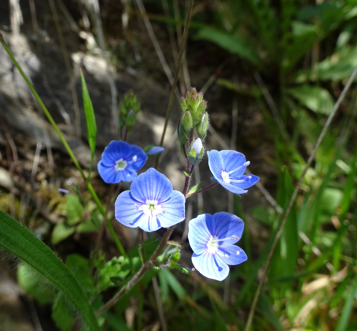 Tufters1's tweet photo. Germander speedwell seeking some shade yesterday 💙 #WildFlowerHour #speedwells https://t.co/5cY28znoiI