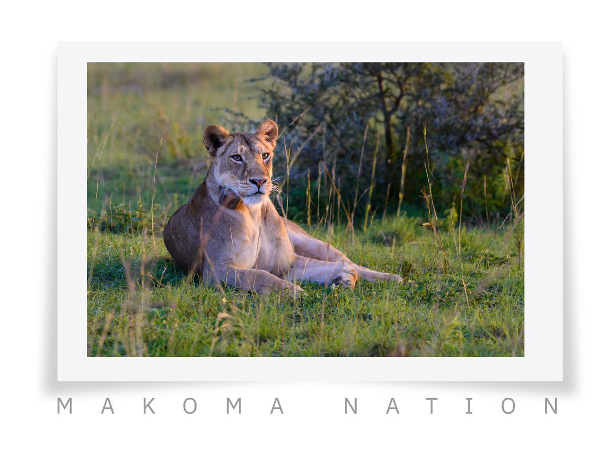 MakomaNation's tweet photo. Beyond just celebrating and spreading conservation awareness of the wild fluffy hunter . it’s time to celebrate the lion in us. Its only when we appreciate the value in the lion within us, we shall appreciate how important the king of the jungle is in our ecosystem. https://t.co/6CLsJVNOMH